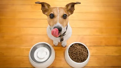 Особенности выбора корма для собак | Zoohub