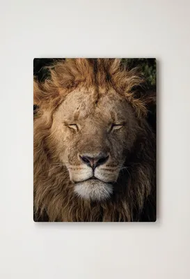 Фотообои Король Лев на стену. Купить фотообои Король Лев в  интернет-магазине WallArt