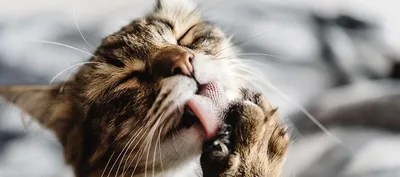 Капли для кошек Гельминтал 4-10кг Spot-on от внутренних паразитов 1мл  купить по цене 408 ₽ с доставкой в Москве и России, отзывы, фото