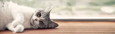 Ленточные гельминты (глисты) у кошки: симптомы, лечение, пути заражения