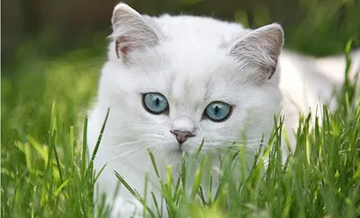 Капли на холку для кошек до 4 кг Гельминтал Spot-on, от внутренних  паразитов в mirkorma.ru