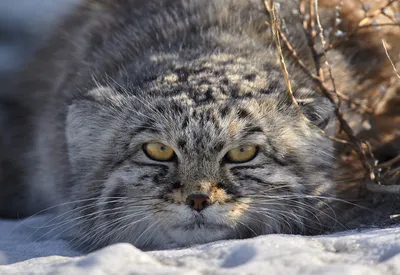 Сколько живут кошки