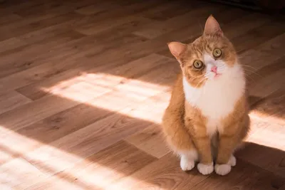 Помогите!\": кошка по-человечески умоляет хозяйку не ехать к ветеринару –  видео