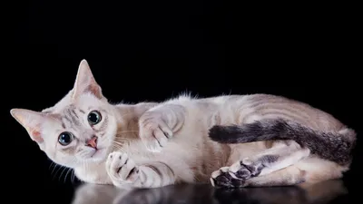 Кошка в доме: пять правил, которые должен знать каждый хозяин / Новости  города / Сайт Москвы
