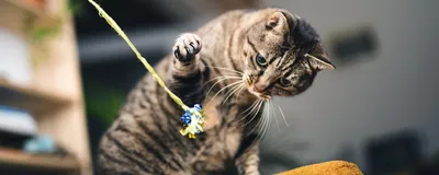 Весеннее обострение\": ветеринарный врач рассказал, как помочь кошке  пережить период \"половой охоты\" - Российская газета