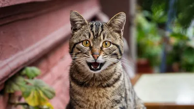 Коты и кошки по-разному реагируют на призывы котят