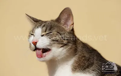 Почему кошки любят валерьянку и какая реакция - ветклиника \"в Добрые Руки\"