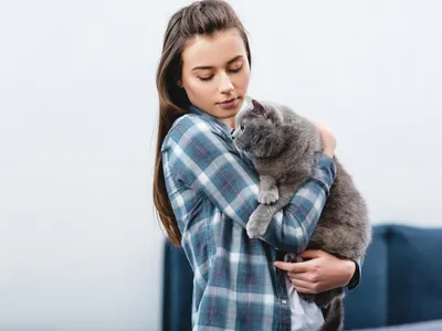 Почему кошка чихает, симптомы и лечение - ветклиника \"в Добрые Руки\"