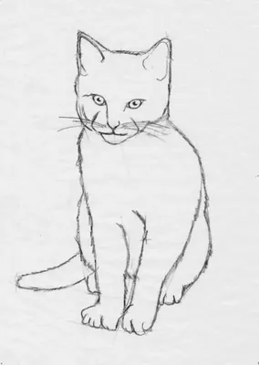 Кот для срисовки карандашом - 71 фото