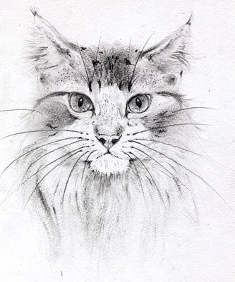 Картинки кошка единорог (50 фото) » рисунки для срисовки на Газ-квас.ком