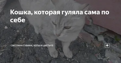 Кошка, которая гуляла сама по себе» | Папмамбук