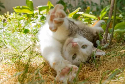 Кошка потягивается и демонстрирует свою гибкость элегантные и грациозные  движения кошки день кошки | Премиум Фото