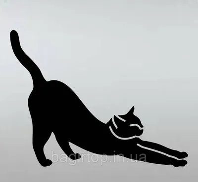 Как по положению спины определить настроение кошки