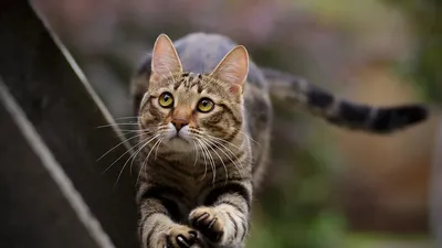 🐱 Польза от асаны «кошка» ⠀ Внимательно понаблюдайте за кошкой и вы  увидите, что она периодически потягивается, то выгибая спину… | Instagram