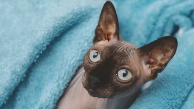 Канадский сфинкс кошка: фото, характер, описание породы