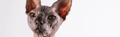 Кошка сфинкс - инопланетянин | Пикабу
