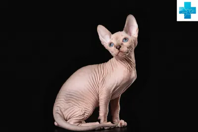 Почему кошки породы сфинкс - лысые?