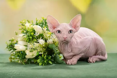 Канадский сфинкс ищет кошечку для вязки купить в Беларуси, цены и свежие  объявления на котов и кошек в недорого/дешево, отзывы, фото