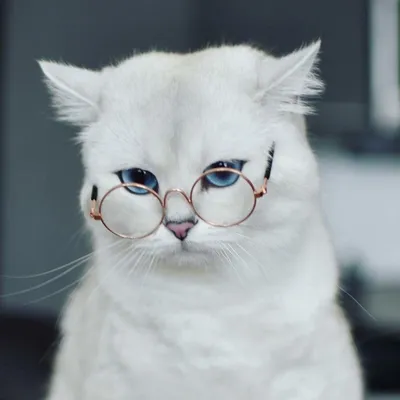 Кошка в очках картинки фотографии
