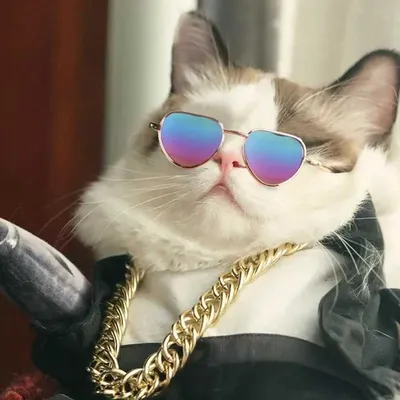 Кот в солнечных очках с надписью «имя фотографа». | Премиум Фото