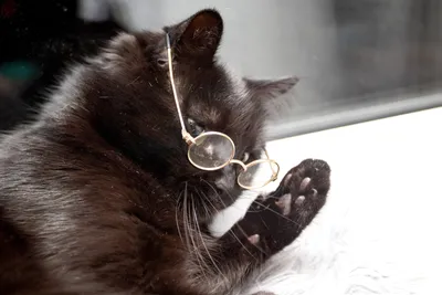 Кошка в очках спорит с вредной …» — создано в Шедевруме
