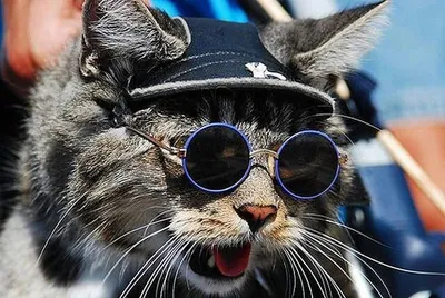 Копилка, 16 см, фарфор Р/металл, Черная кошка в очках, Cat для детской  комнаты — купить в интернет-магазине Kuchenland Home с доставкой по Москве  и России
