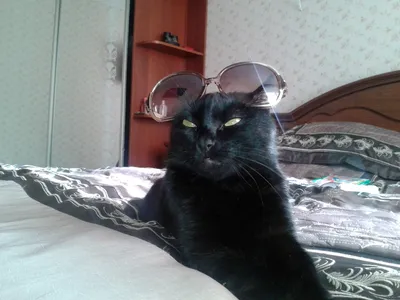 Машинная вышивка Кошка в очках: скачать на Швейном Советнике