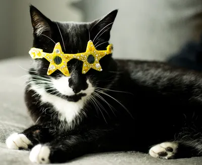 кошка в очках. радуга. милый мультфильм смешной персонаж. котенок в очках.  печать наклеек. Иллюстрация вектора - иллюстрации насчитывающей шарж, кот:  242469321