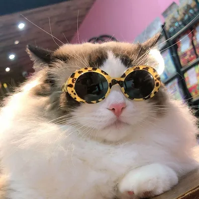 1 шт. очки для домашних животных кошек аксессуары для кошек и собак модные  милые Солнцезащитные очки для маленьких домашних животных фото реквизит  Товары для домашних животных | AliExpress