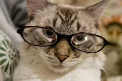 Солнцезащитные очки для кошек и собак, стильный аксессуар для животных,  реквизит для фото, золотая оправа, сине-розовые - купить с доставкой по  выгодным ценам в интернет-магазине OZON (703987892)
