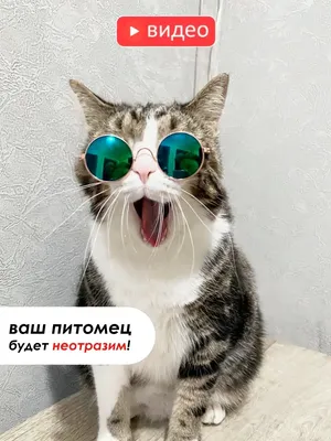 кот в темных очках на фоне солнечных очков, кошка в солнечных очках, Hd  фотография фото, волосы фон картинки и Фото для бесплатной загрузки