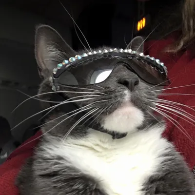 Sunglass Cat - кошка в солнцезащитных очках • Знаменитые кошки