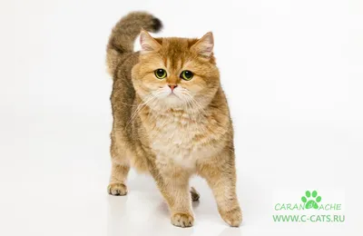 Британская короткошерстная кошка (Породы кошек) Энциклопедия о животных  EGIDA.BY
