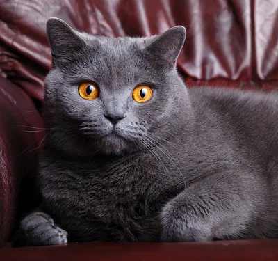 Британская короткошерстная кошка. Описание породы, характер, фото, котята  британской короткошерстной кошки.