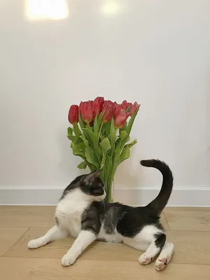 Фотогалерея \"Коты и кошки\" - \"Бирманский кот и ваза с цветами\" - Фото  породистых и беспородных кошек и котов.
