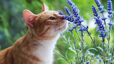 Весна пришла! Кошки и цветы. | Кошки. Милые и беспощадные | Дзен