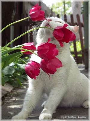 Любят ли кошки цветы - Разное. Интересное | Бэйбики - 53125