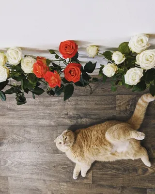 Что делать если ваша кошка есть цветы? | Funny Домашние | Дзен