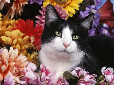 Кошки и цветы: как совместить несовместимое