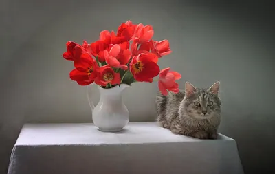 Картина на холсте Кошка с цветами 40х50 см по цене 575 ₽/шт. купить в  Москве в интернет-магазине Леруа Мерлен
