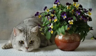 Почему кошка ест цветы и что с этим делать? | Блог зоомагазина Zootovary.com