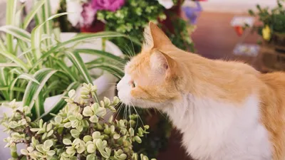 Раскраска Красивая кошка и цветы распечатать или скачать