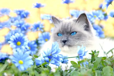 Как отучить кошку есть комнатные цветы и растения? | PERFECT FIT™