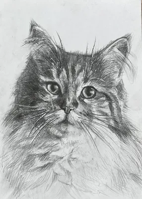 Глаза кошки рисунок - 33 фото