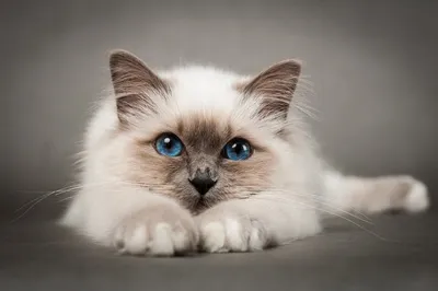 Подборка самых красивых кошек Якутска 😻