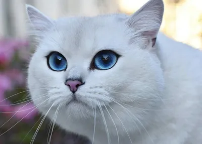 Самые красивые породы кошек в мире: фотографии и названия