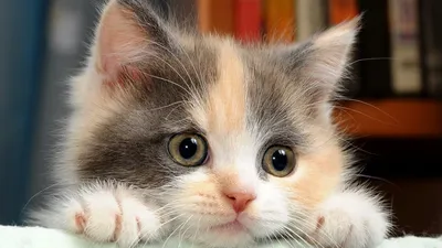 3 самые красивые и самые некрасивые породы кошек - Бублик