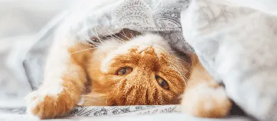 Почему коричневые кошки так редко встречаются? | КотоВедение | Дзен