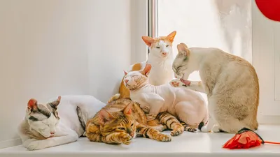 Необычные кошки