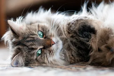 Сколько должна спать кошка в день? Норма сна для котов – советы зоомагазина  Бетховен